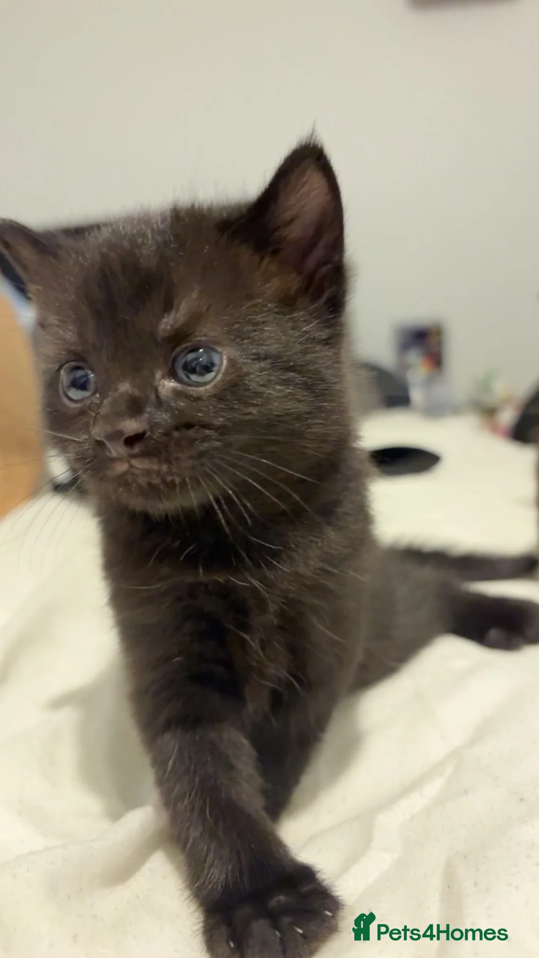 Ojos Azules cats for sale: Beautiful kittens for sale  in High Wycombe - Advert 2