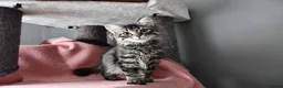 Siberian cats for sale: Siberian Kitens from Tunguska House Cattery - Advert 7