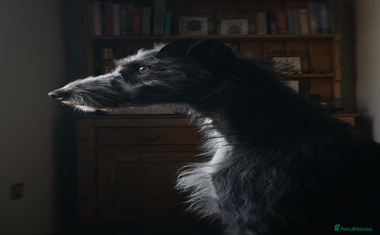 Mixed Breed dogs - Advert 2