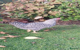 Chickens poultry for sale: Cockerels  green egg gene - Image 5