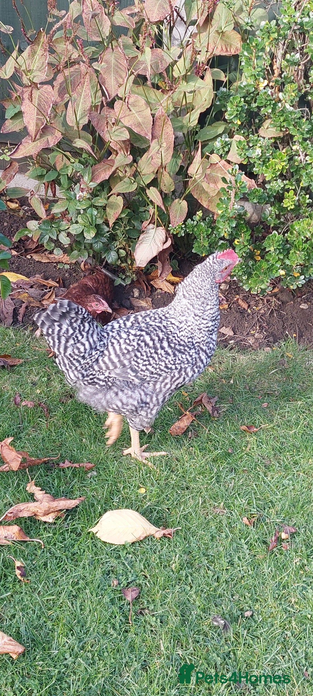 Chickens poultry for sale: Cockerels  green egg gene - Image 5