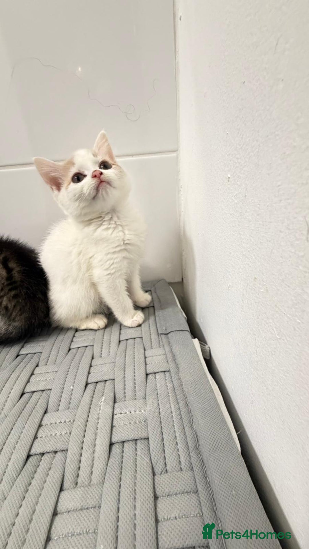 Mixed Breed cats for sale: British shorthaired x - Advert 6