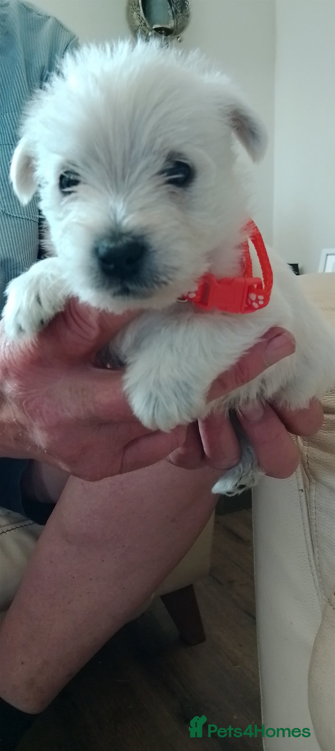 West Highland Terrier dogs for sale: Westie boy and girls - Image 1
