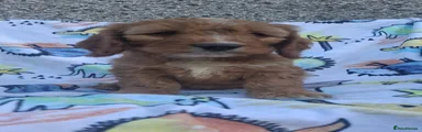 Cockapoo 1