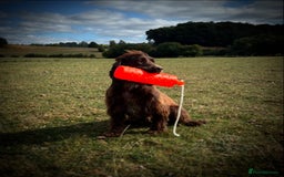 Cocker Spaniel dogs for sale: Last Working Cocker Girl - Fully Vaccinated  - Image 7