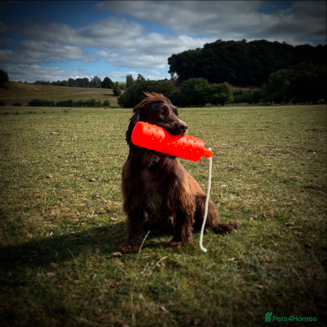 Cocker Spaniel dogs for sale: Last Working Cocker Girl - Fully Vaccinated  - Image 7