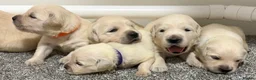 Golden Retriever dogs for sale: Beautiful healthy puppies - Advert 8