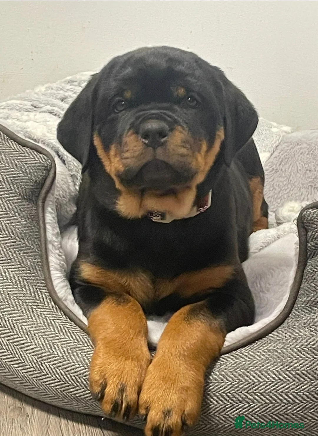 Rottweiler dogs for sale: 🩷LAST GIRL READY TO LEAVE🩷 - Advert 2