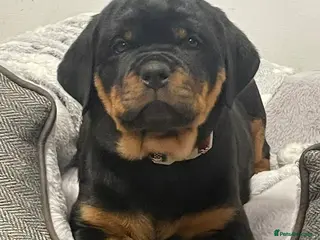 Rottweiler dogs 🩷LAST GIRL READY TO LEAVE🩷 - Advert 3