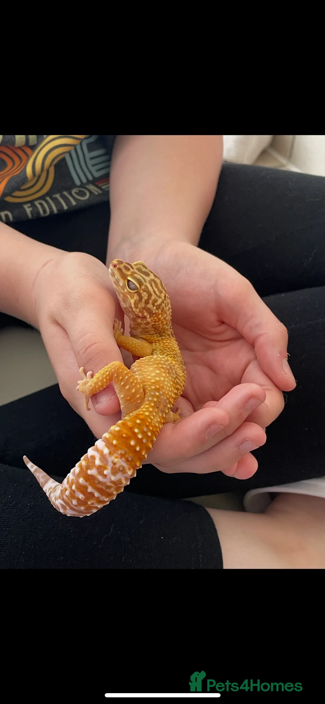 Leopard Gecko reptiles for sale: Full Leopard Gecko Setup  - Advert 2
