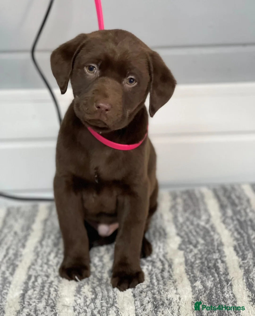Labrador Retriever dogs for sale: Beautiful Labrador puppy’s  - Advert 5
