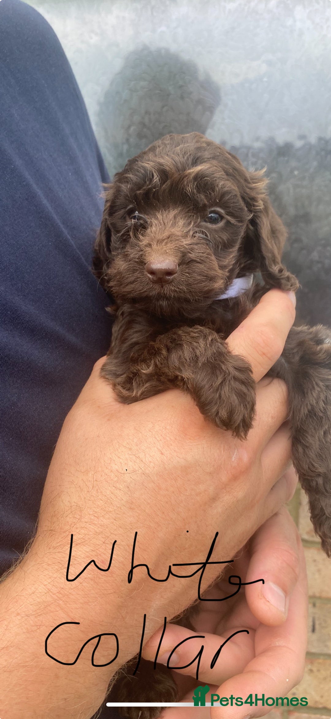 Cockapoo dogs for sale: Chocolate Cockapoo puppies - Image 3