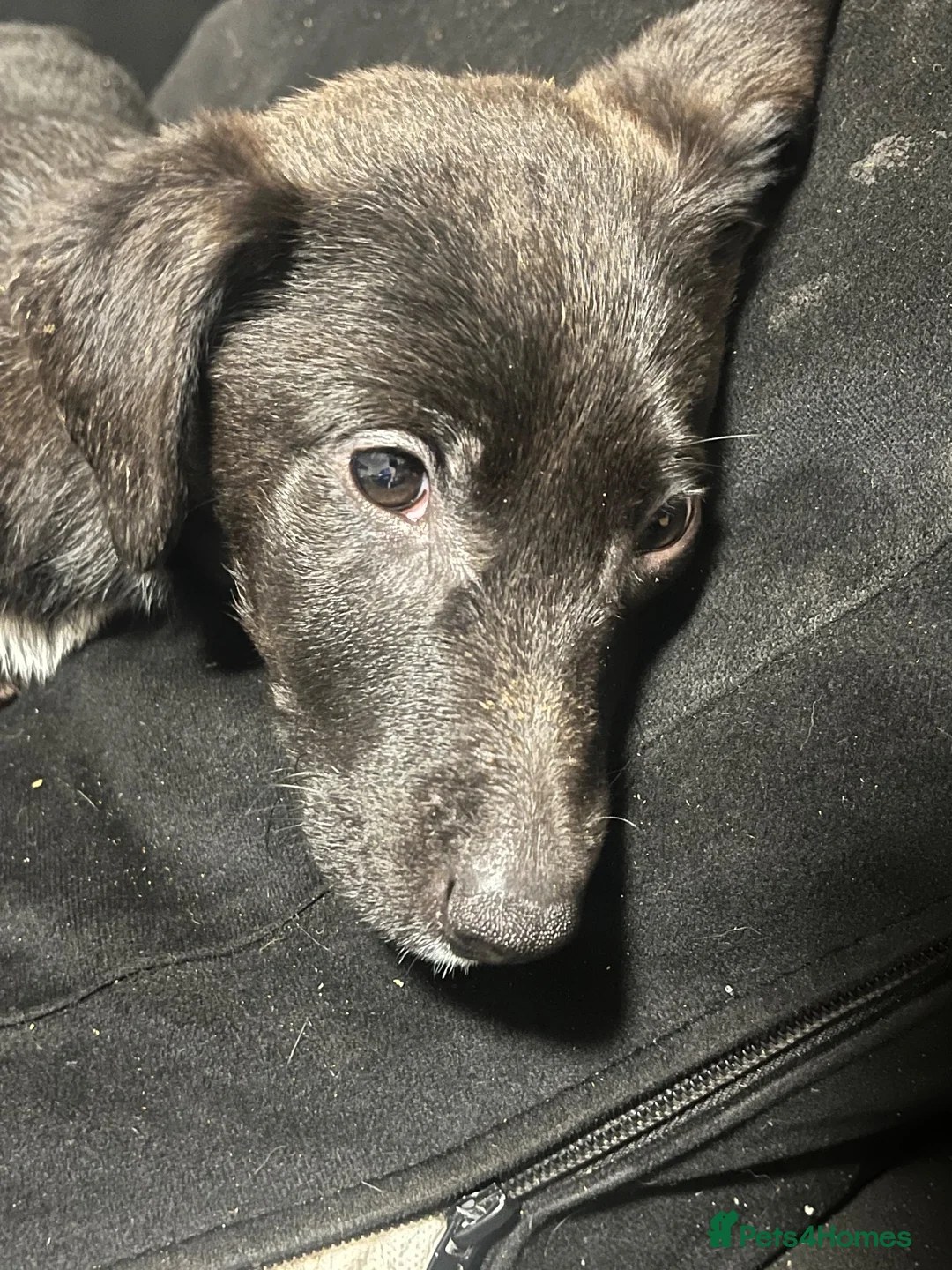Mixed Breed dogs for sale: 8 month old puppy for sale - Advert 2