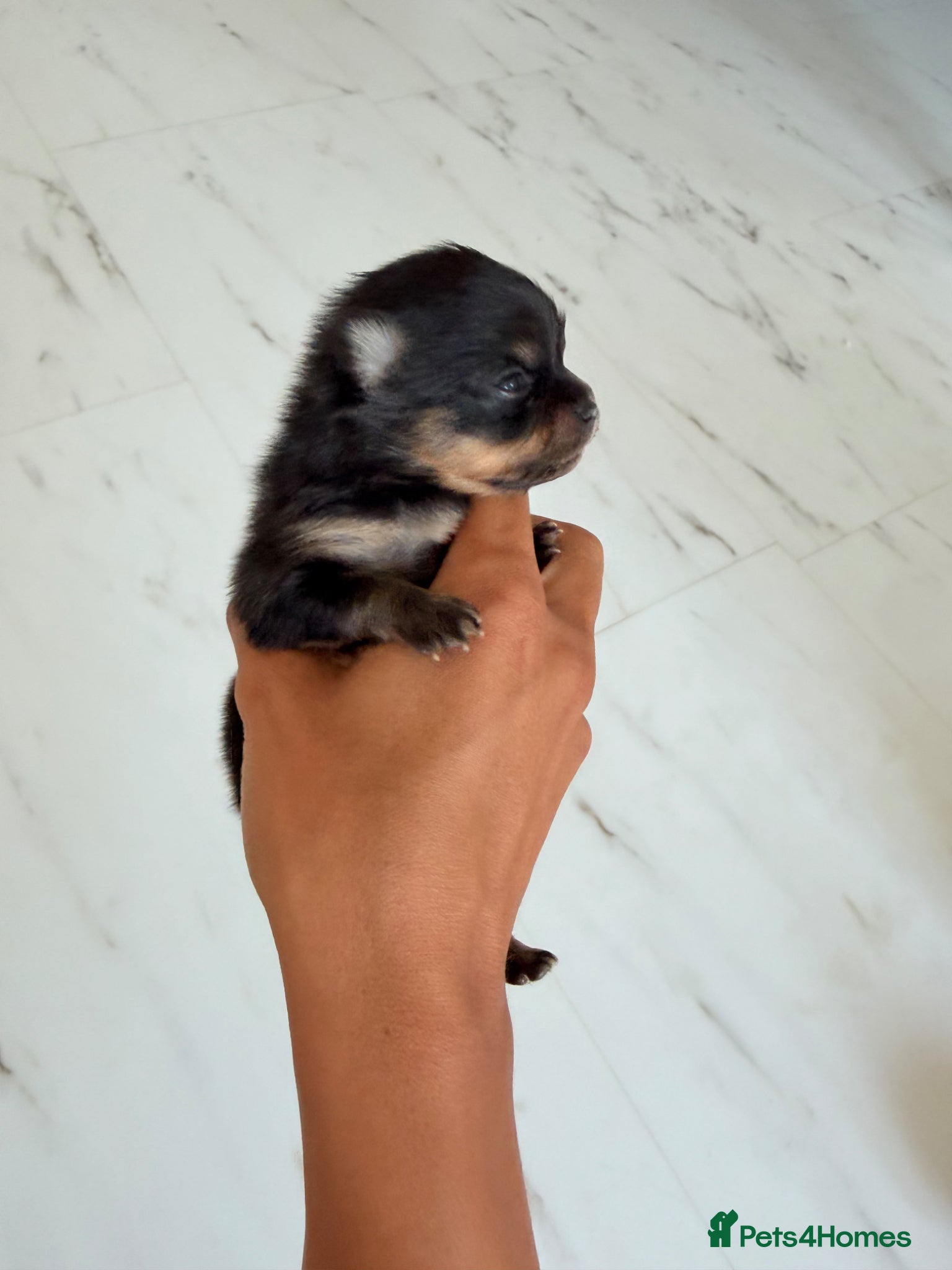 Pomeranian dogs 🫶🏽 5 BEAUTIFUL POMERANIAN PUPPIES 🫶🏽   - Advert 2