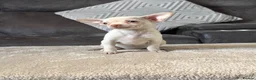 Chihuahua dogs for sale: Chihuahua puppy’s  - Advert 15