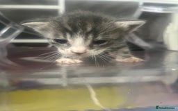 Mixed Breed cats for sale: Kittens - Image 2