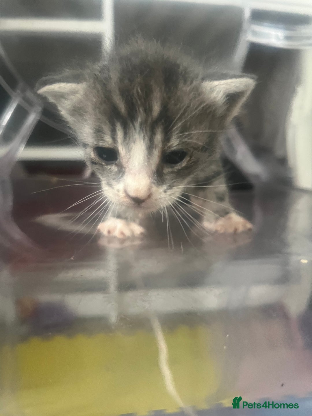 Mixed Breed cats for sale: Kittens - Image 2