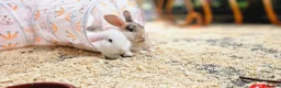 Mixed Breed rabbits for sale: 2 male rabbits plus hutches for sale - Advert 3