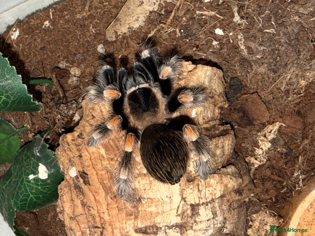 Tarantulas invertebrates for sale: TARANTULAS FOR SALE  - Image 4