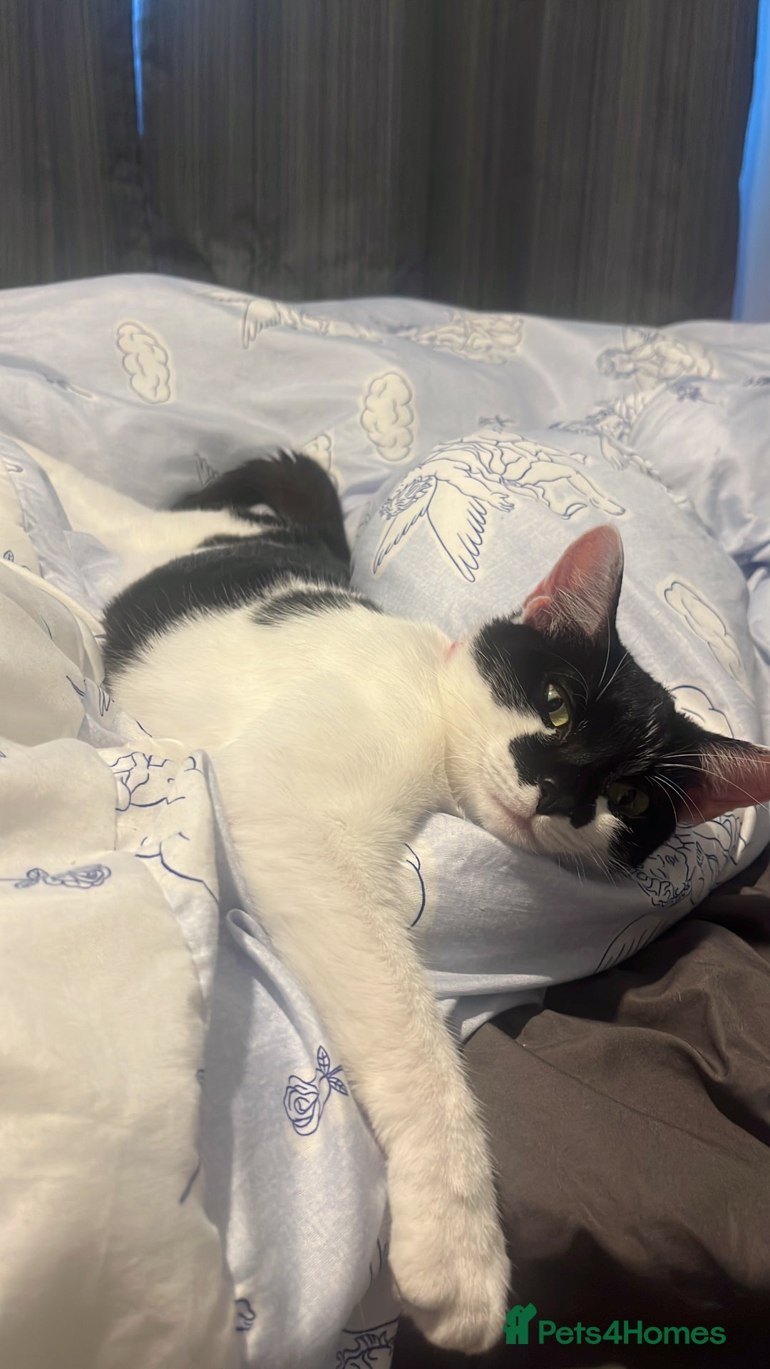 Mixed Breed cats for sale: Beautiful bonded 3 month old black male kittens - Advert 2