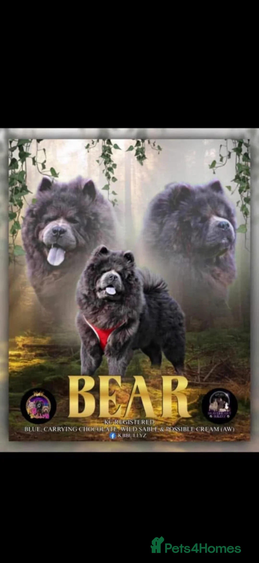 Chow Chow dogs for sale: 🐾BEAUTIFUL CHOW CHOW PUPPIES🐾 - Advert 14
