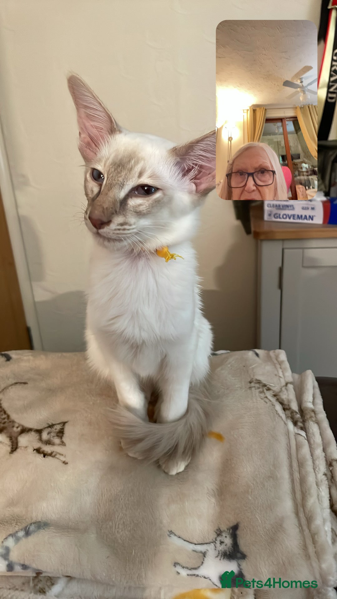 Balinese cats for sale: Lilac tabby Balinese kitten - Advert 11