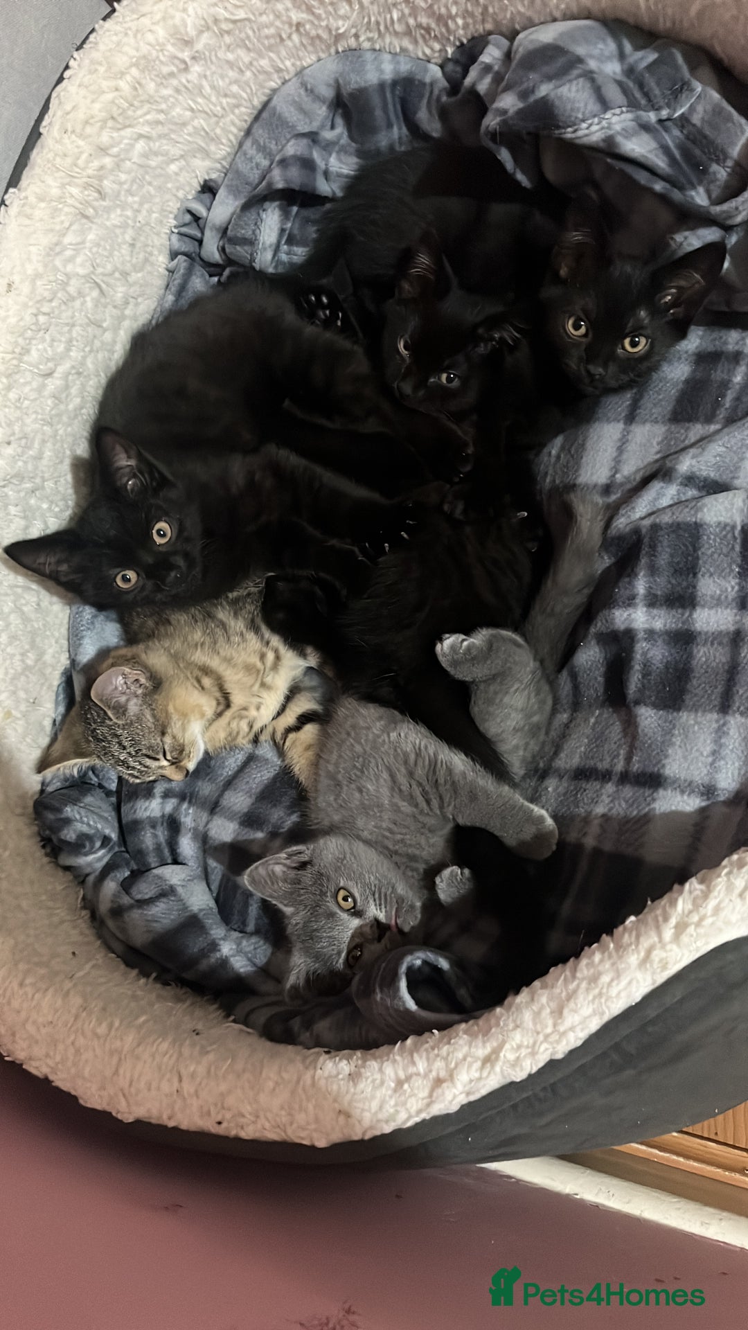 British Shorthair cats for sale: Kittens looking for home  - Advert 3