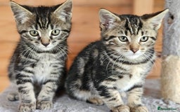 Bengal cats for sale: Adorable Half Bengal Kittens - Image 23
