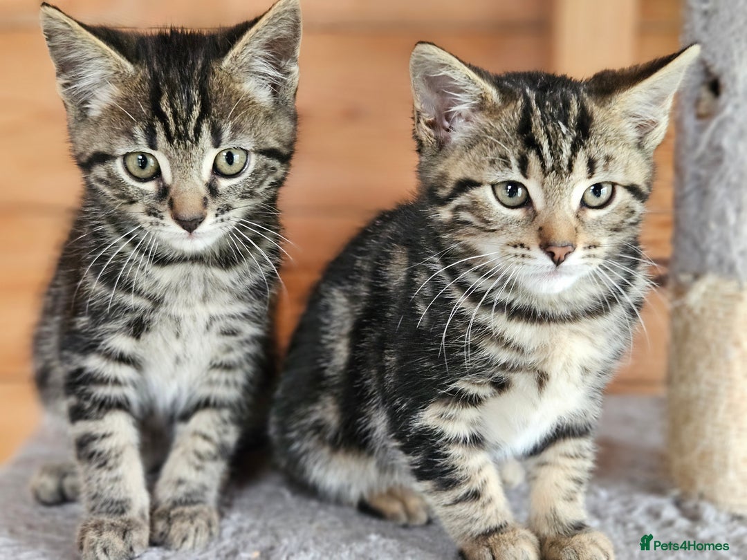 Bengal cats for sale: Adorable Half Bengal Kittens - Image 23