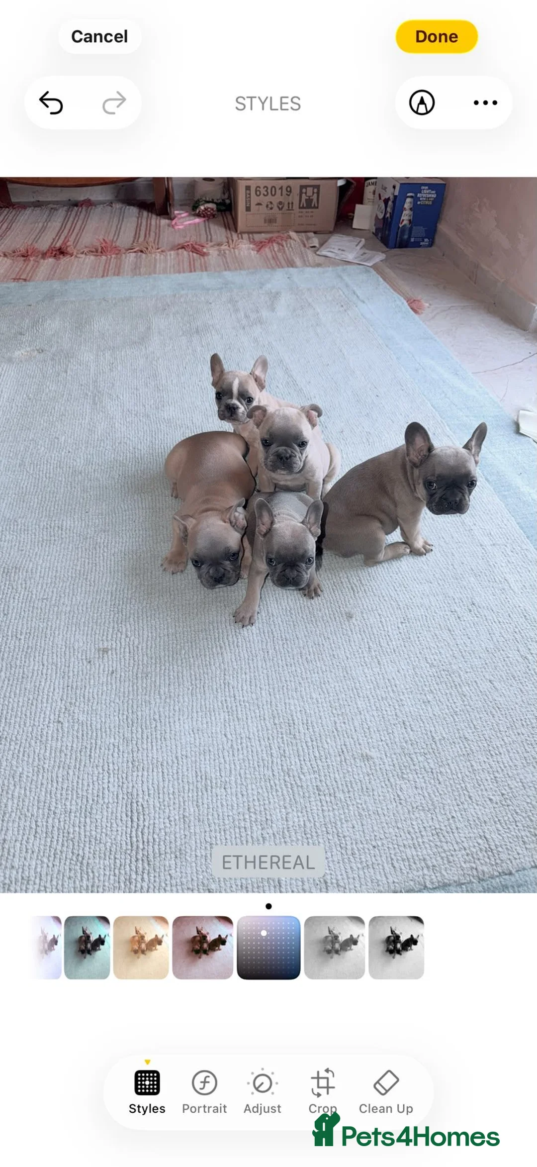French Bulldog dogs for sale: French Bulldog Puppy's looking for a loving home - Advert 15