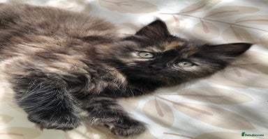 Siberian cats - Advert 3