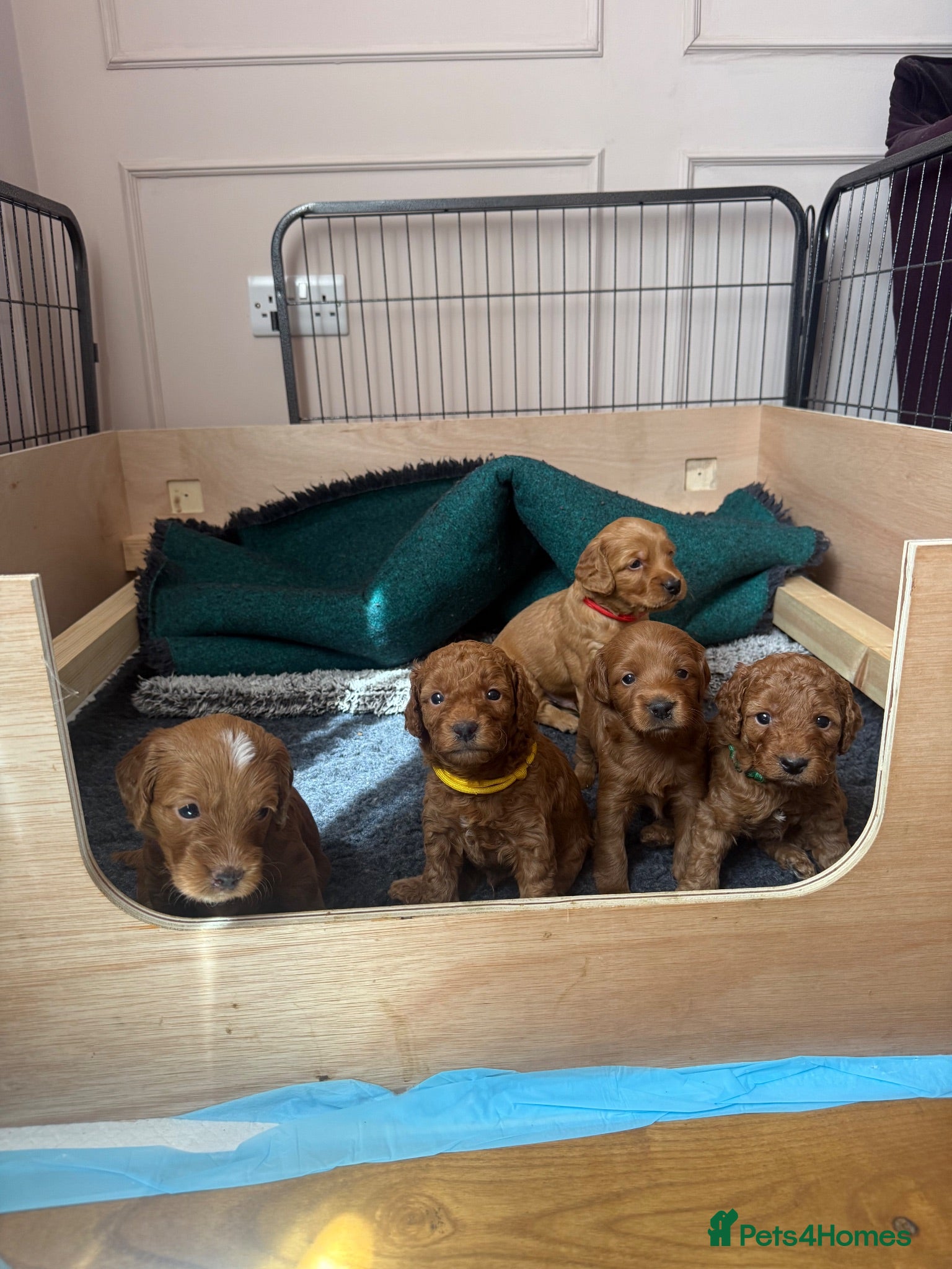 Cockapoo dogs Beautiful Red F2 Cockapoo Puppies - Advert 1