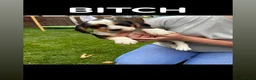 Bocker dogs for sale: Beautiful bocker puppies ready to leave from 28th in Barnsley - Advert 4