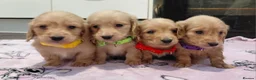Miniature Dachshund dogs for sale: KC Reg. Longhaired Full Cream Mini Dachshunds 💛🐾 - Advert 1