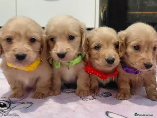 Miniature Dachshund dogs KC Reg. Longhaired Full Cream Mini Dachshunds 💛🐾 - Advert 1