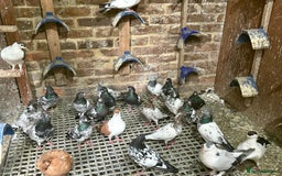 Pigeons birds for sale: Pakistani and afghani pigeons for sale  - Image 1