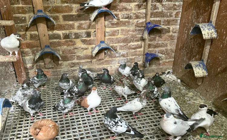Pigeons birds - Advert 9