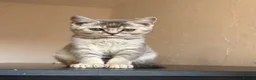 British Shorthair cats for sale: British shorthair kittens  - Advert 9