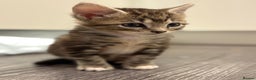Mixed Breed cats for sale: 3 beautiful tabby kittens  - Advert 3