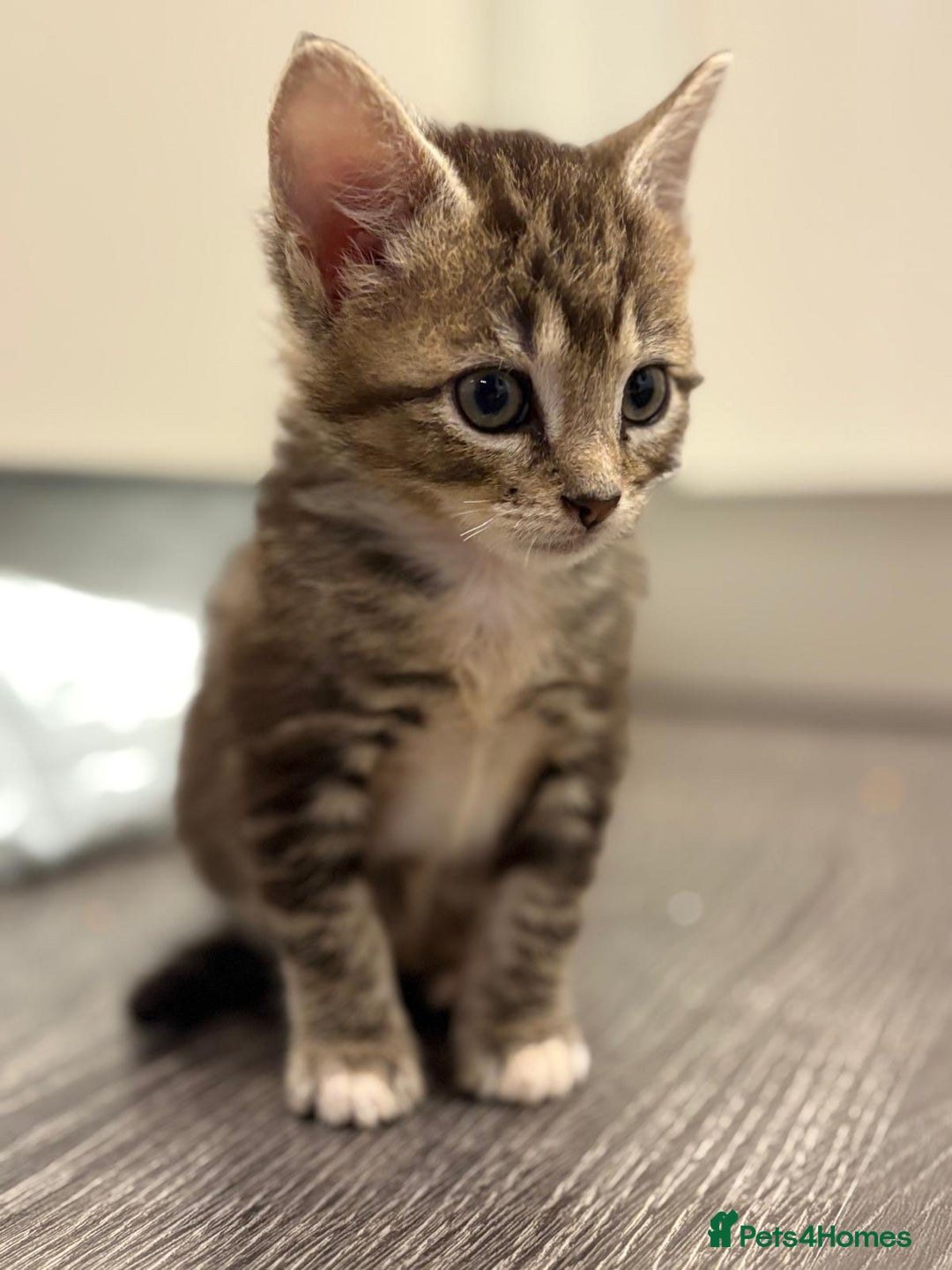 Mixed Breed cats for sale: 3 beautiful tabby kittens  - Advert 3