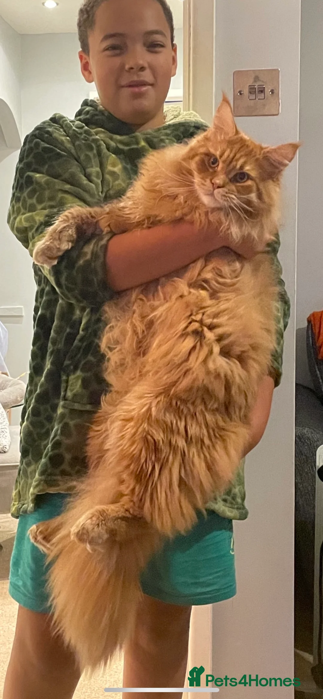 Maine Coon cats for stud: Maine coon available stud duties only xxl in Rochdale - Advert 7