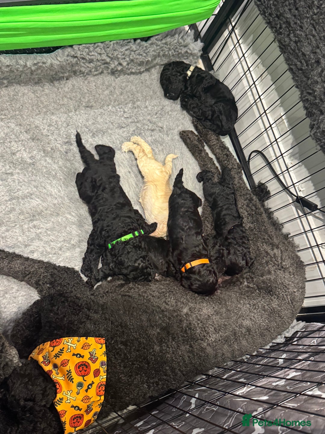 Standard Poodle dogs for sale: KC registered Poodles - Image 2