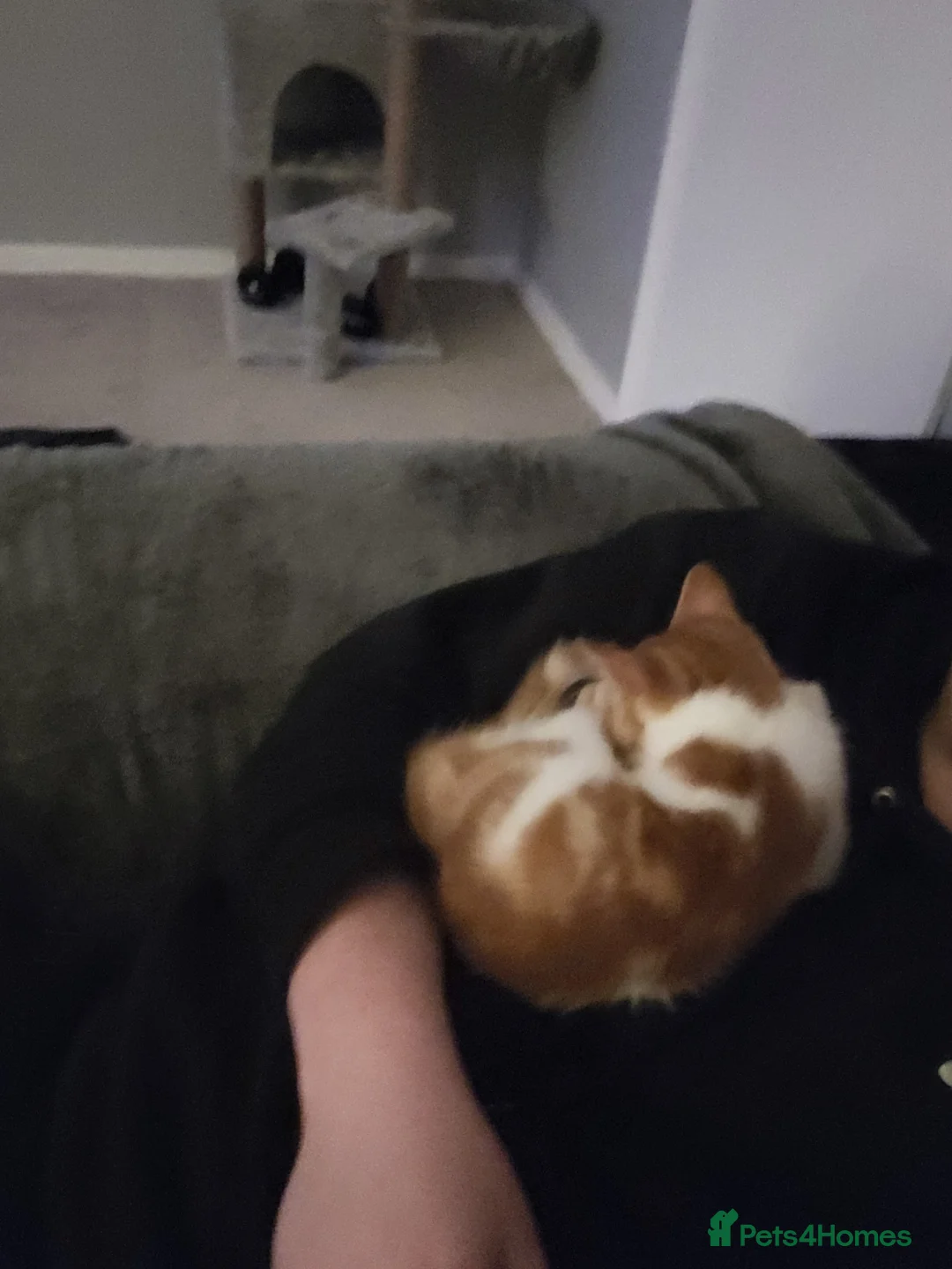 Mixed Breed cats for sale: Kitten - Advert 2