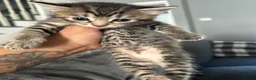 American Shorthair cats for sale: 7 week old female half British shorthair  - Advert 5