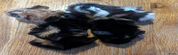 Guinea Pig rodents for sale: Beautiful girls handsomr boys - Advert 3