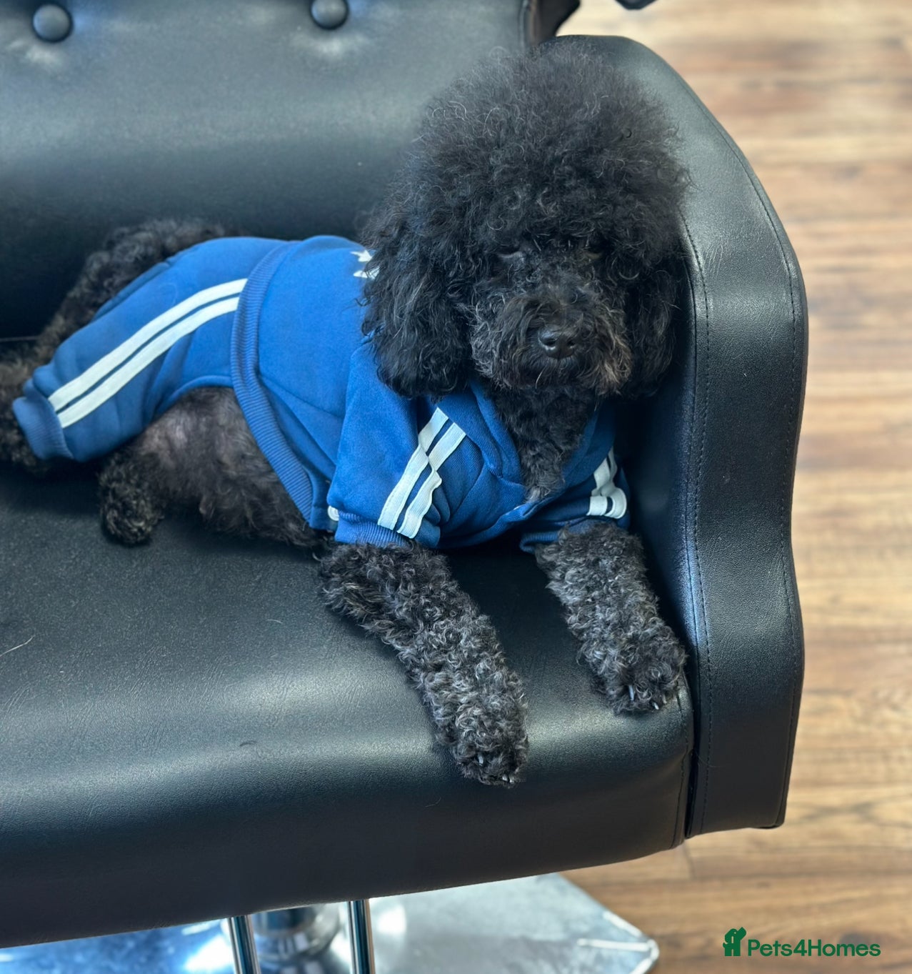 Cockapoo dogs 🐾 Beautiful Cockapoo Puppies🐾 - Advert 11