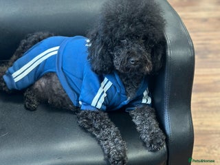 Cockapoo dogs 🐾 Beautiful Cockapoo Puppies🐾 - Advert 4