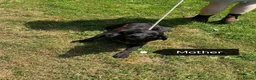 Labrador Retriever dogs for sale: Black and Fox red Labrador Puppies  - Advert 1