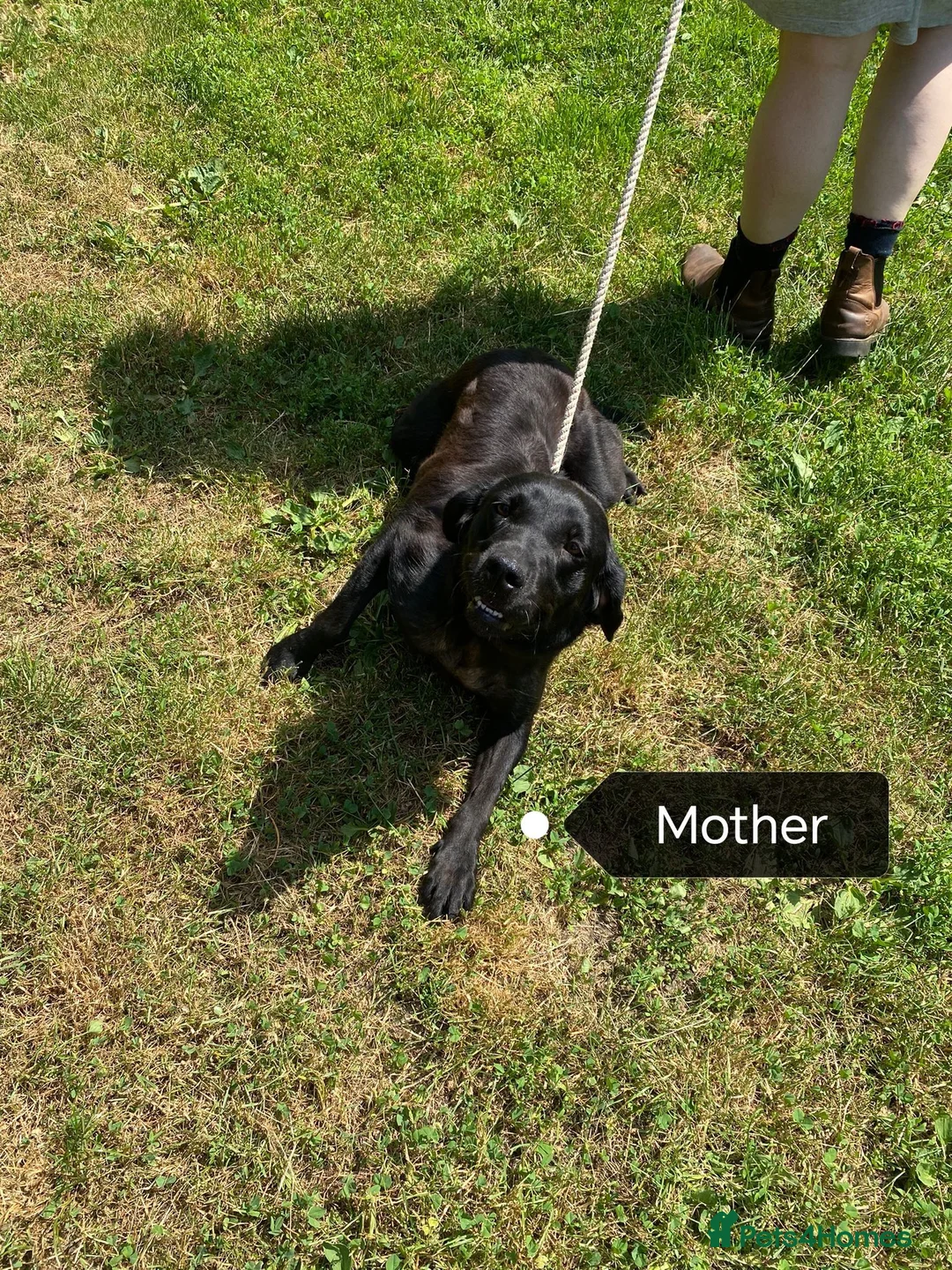 Labrador Retriever dogs for sale: Black and Fox red Labrador Puppies  - Advert 1