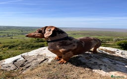 Dachshund dogs for sale: Dachshund for rehoming  - Advert 10
